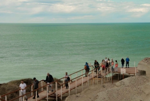 Puerto Madryn: Kokopäiväretki Peninsula Valdesin kokemukseen