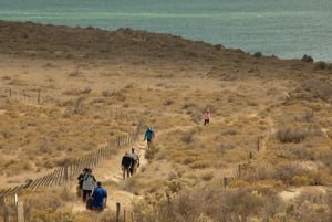 Puerto Madryn: Heldagstur på halvøya Valdes med opplevelser