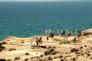 Puerto Madryn: Heldagstur med oplevelser på Peninsula Valdes