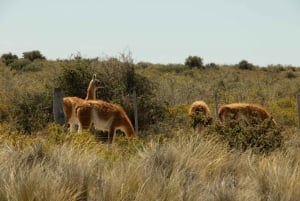 Experiência de dia inteiro na Península Valdés