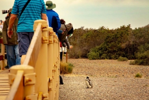 Día completo Punta Tombo - Experiencia Caminando entre Pingüinos
