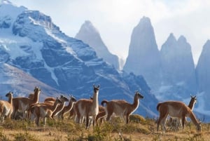 En hel dag i Torres del Paine Nationalpark fra El Calafate