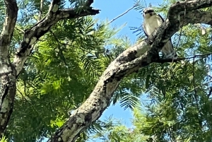 Gids en vervoer in de watervallen van Iguaçu