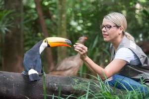 Guidet tur: Brasilianske vandfald og eksotiske fugle i Bird Park