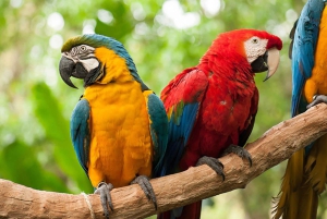 Guidet tur: Brasilianske vandfald og eksotiske fugle i Bird Park