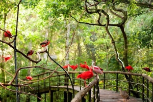 Guidet tur: Brasilianske vandfald og eksotiske fugle i Bird Park