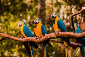 Guidet tur: Brasilianske vandfald og eksotiske fugle i Bird Park
