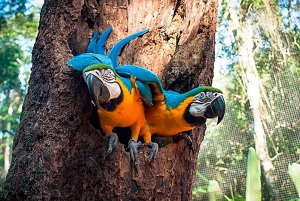 Guidet tur: Brasilianske vandfald og eksotiske fugle i Bird Park