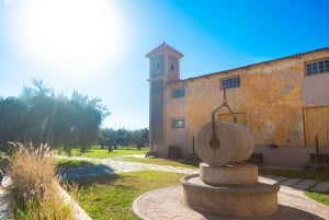 Tour de medio día de Bodegas y Aceite de Oliva desde Mendoza