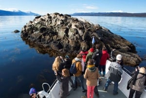 Halbtagestour durch den Beagle-Kanal zur Insel Lobos