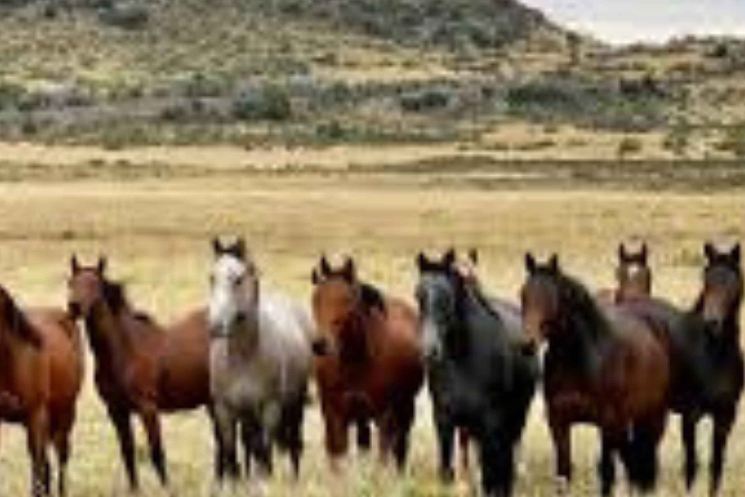 Ridutflykt i Villa Llanquin Bariloche