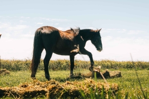 Ratsastusretki Esteros del Iberán kansallispuistossa – Argentiina