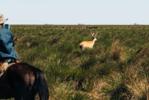 Ratsastusretki Esteros del Iberán kansallispuistossa – Argentiina