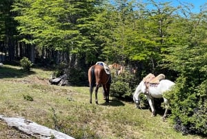 Full Day Horseback Riding Trail Ride to the Mountain
