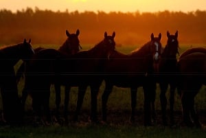 Pferde, Asado & Natur. Ein Tag auf einer Vollblutfarm