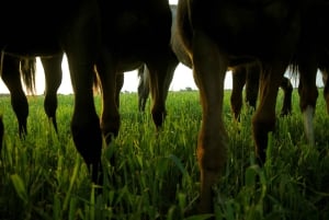 Pferde, Asado & Natur. Ein Tag auf einer Vollblutfarm