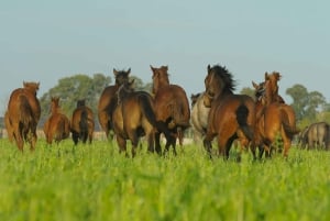 Pferde, Asado & Natur. Ein Tag auf einer Vollblutfarm