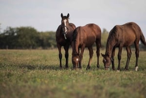 Pferde, Asado & Natur. Ein Tag auf einer Vollblutfarm