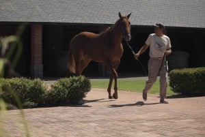 Pferde, Asado & Natur. Ein Tag auf einer Vollblutfarm