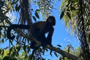 Visite privée des chutes d'Iguaçu côté brésilien et argentin