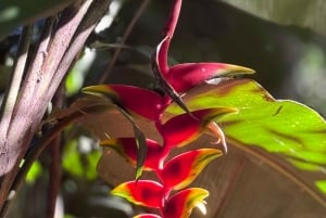Tour privado de 1-2 días: explora ambos lados de las cataratas del Iguazú