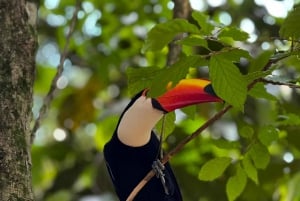 Tour privado de 1-2 días: explora ambos lados de las cataratas del Iguazú