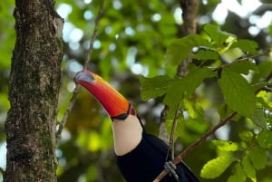 Tour privado de 1-2 días: explora ambos lados de las cataratas del Iguazú