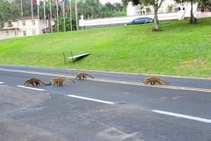 Iguassu Falls: Brazilian Side, Bird Park & Helicopter Tour