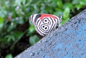 Iguassu Falls: Brazilian Side, Bird Park & Helicopter Tour