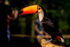 Iguassu Falls: Brazilian Side, Bird Park & Helicopter Tour