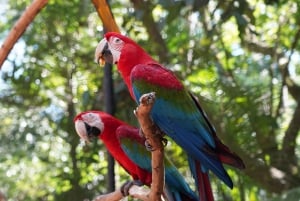 Iguassu Falls: Brazilian Side, Bird Park & Helicopter Tour