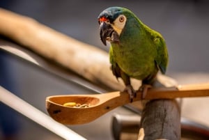 Iguassu Falls: Brazilian Side, Bird Park & Helicopter Tour