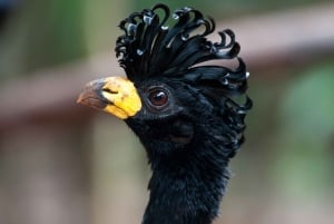 Iguassu Falls: Brazilian Side, Bird Park & Helicopter Tour