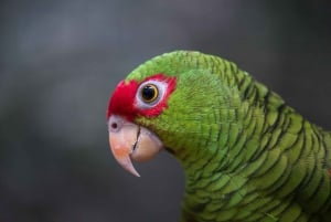 Iguassu Falls: Brazilian Side, Bird Park & Helicopter Tour