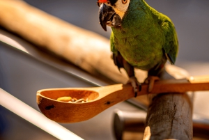 Iguassu watervallen: Braziliaanse kant, vogelpark & helikoptervlucht