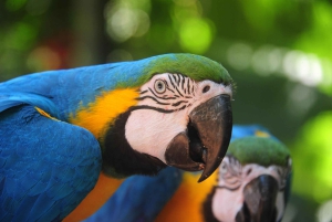 Iguassu watervallen: Braziliaanse kant, vogelpark & helikoptervlucht