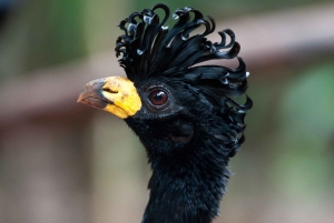 Iguassu watervallen: Braziliaanse kant, vogelpark & helikoptervlucht