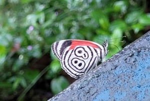 Iguassun putoukset: Guassu Guassu'u'u: Brasilian puoli Yksityinen kiertoajelu