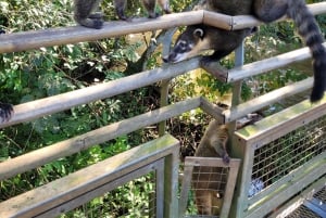 Visite privée d'une journée aux chutes d'Iguassu : Les deux côtés, le même jour !