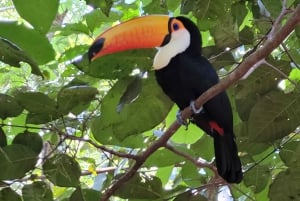 Visite privée d'une journée aux chutes d'Iguassu : Les deux côtés, le même jour !