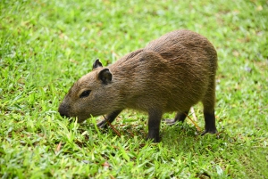 Chutes d'Iguazu : 2 jours de chutes d'Iguazu argentines et brésiliennes