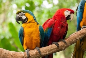 Cataratas do Iguaçu: Combo de 2 dias para Argentina/Brasil/Parque das Aves