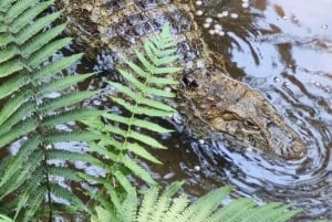 Cataratas do Iguaçu: Combo de 2 dias para Argentina/Brasil/Parque das Aves