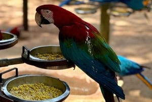 Cataratas do Iguaçu: Combo de 2 dias para Argentina/Brasil/Parque das Aves