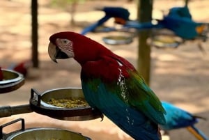 Водопады Игуасу: 2-дневное комбо в Аргентину/Бразильию/Парк птиц