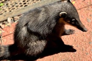 Водопады Игуасу: 2-дневное комбо в Аргентину/Бразильию/Парк птиц