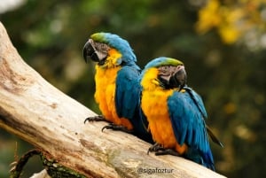 Cataratas do Iguaçu e Parque das Aves: Foz do Iguaçu - Brasil