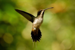 Wycieczka po argentyńskiej stronie wodospadu Iguazu i przejażdżka ekologicznym pociągiem