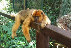Wycieczka po argentyńskiej stronie wodospadu Iguazu i przejażdżka ekologicznym pociągiem