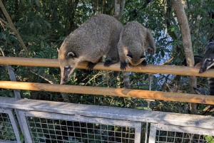 Wodospady Iguazu z przewodnikiem: wycieczka Odkryj Brazylię i Argentynę w 1 dzień
